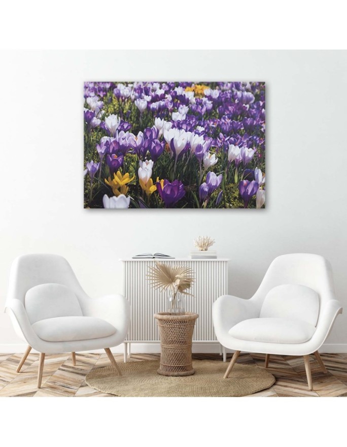 Wiosenne krokusy na łące - Obraz na płótnie canvas | FEEBY