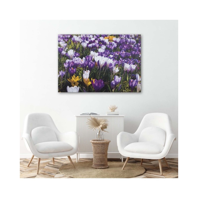 Leinwandbild - Frühlingskrokusse auf einer Wiese | Feeby