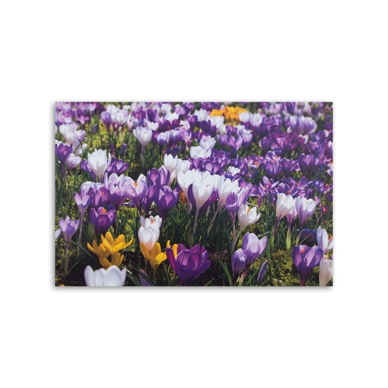 Leinwandbild - Frühlingskrokusse auf einer Wiese | Feeby