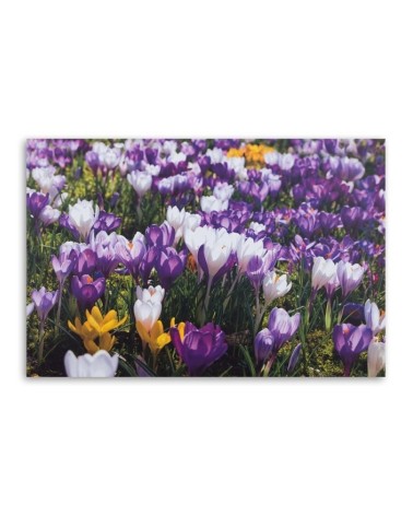 Leinwandbild - Frühlingskrokusse auf einer Wiese | Feeby