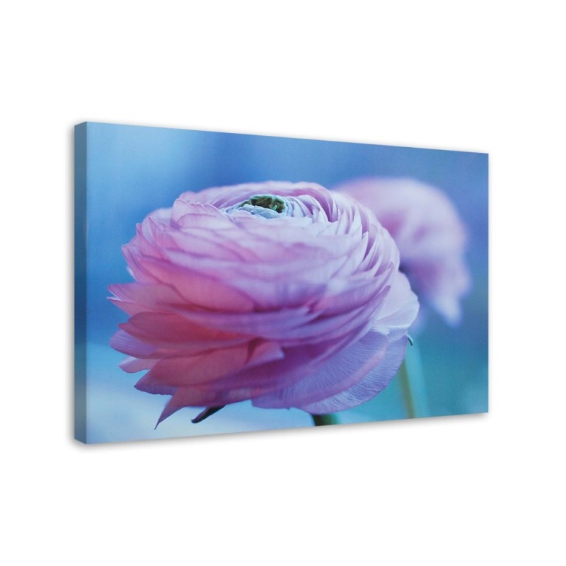 Leinwandbild modern - Pfingstrose - Nahaufnahme Knospe | Feeby