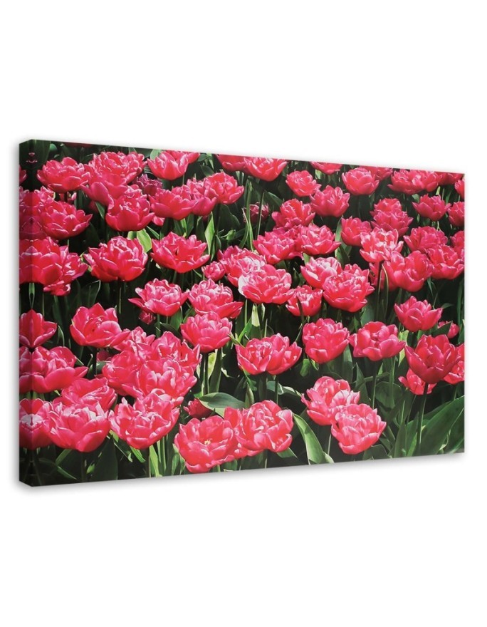 Obraz do salonu canvas - Różowe tulipany w ogrodzie | FEEBY