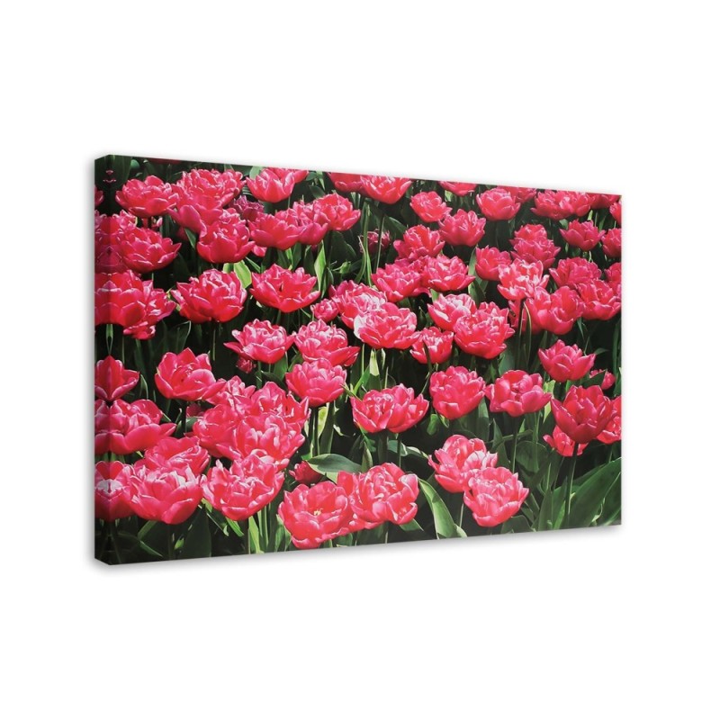 Obraz do salonu canvas - Różowe tulipany w ogrodzie | FEEBY