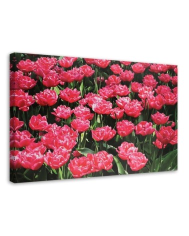 Obraz do salonu canvas - Różowe tulipany w ogrodzie | FEEBY