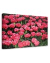 Obraz do salonu canvas - Różowe tulipany w ogrodzie | FEEBY