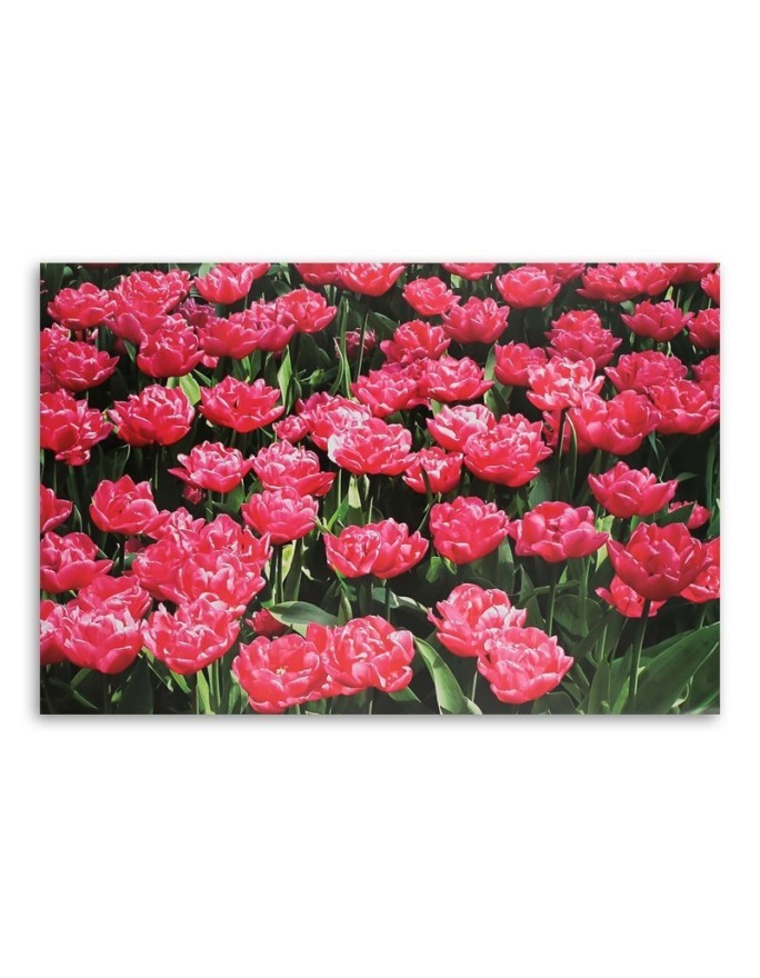 Obraz do salonu canvas - Różowe tulipany w ogrodzie | FEEBY