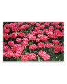 Obraz do salonu canvas - Różowe tulipany w ogrodzie | FEEBY