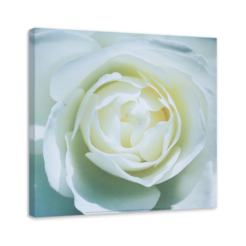 Bild auf Leinwand - Das Zentrum einer weißen Rose | Feeby