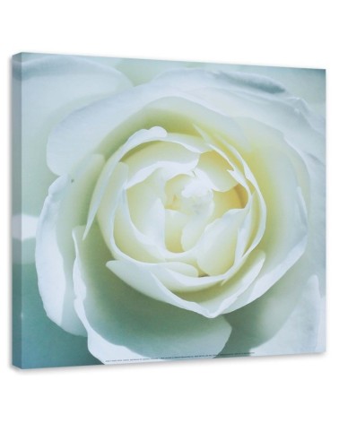 Bild auf Leinwand - Das Zentrum einer weißen Rose | Feeby