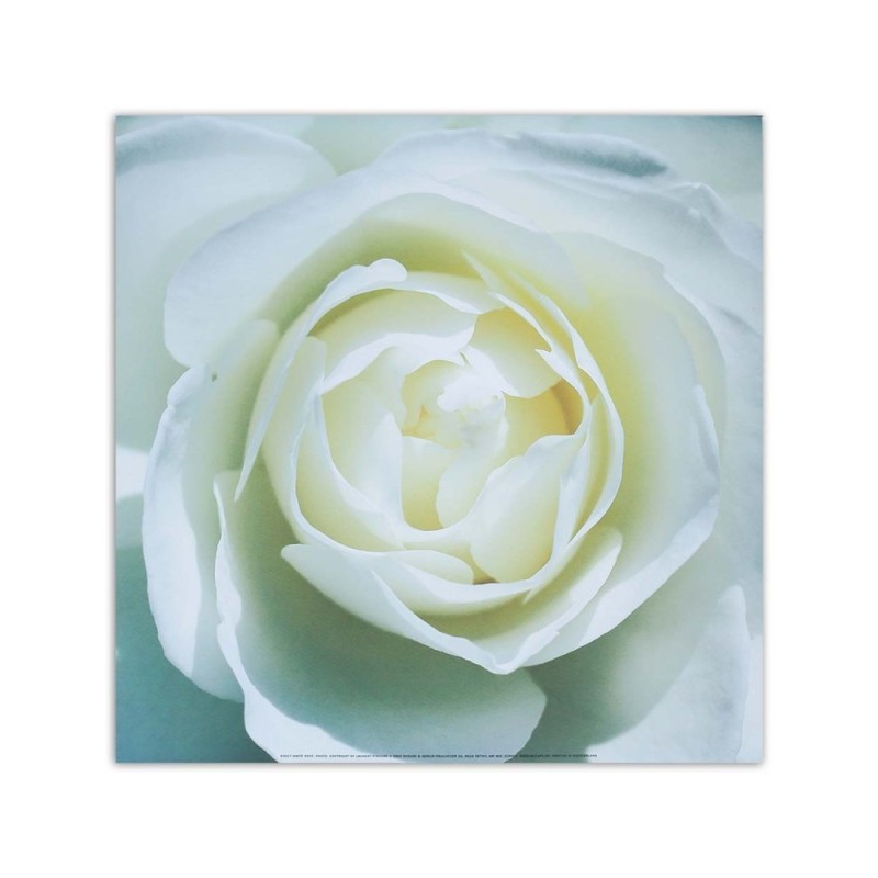 Bild auf Leinwand - Das Zentrum einer weißen Rose | Feeby