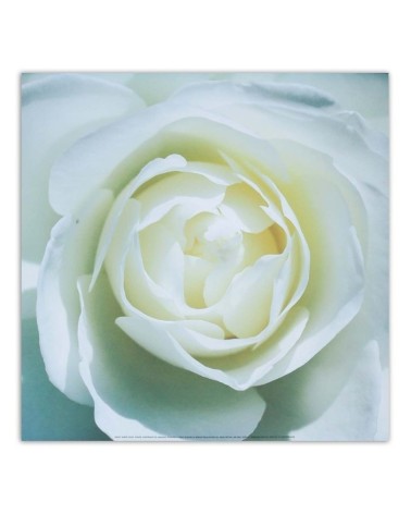 Bild auf Leinwand - Das Zentrum einer weißen Rose | Feeby