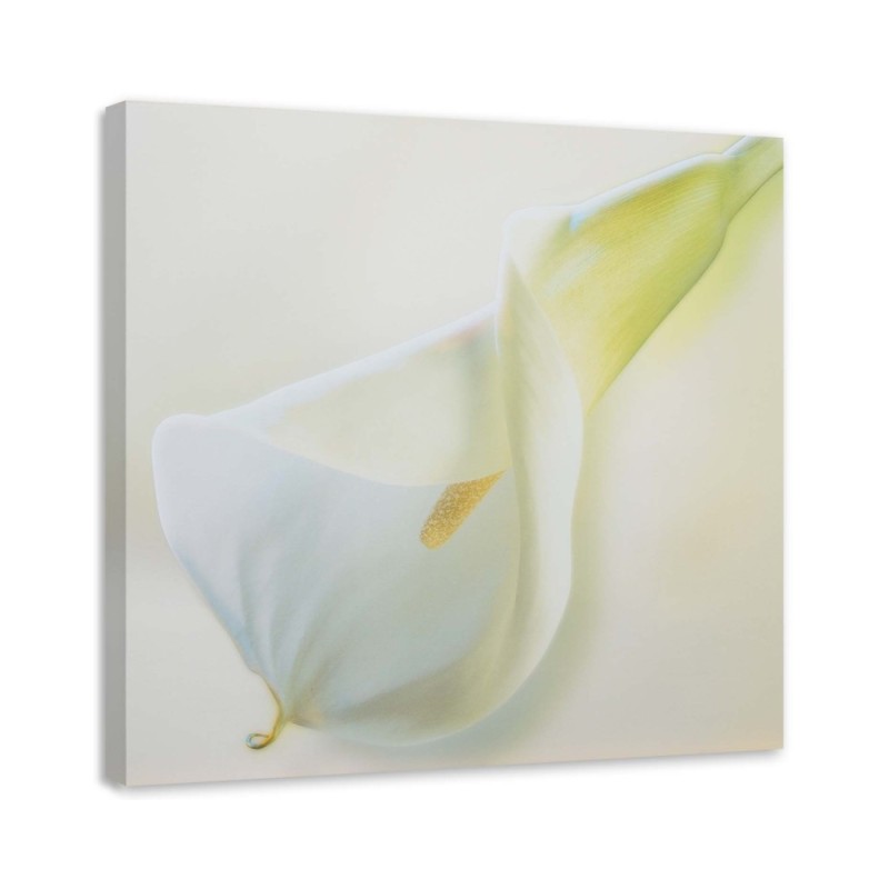 Dekoratives Leinwandbild - Weiße Blüte mit gelbem Stempel | Feeby