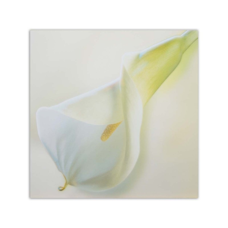 Dekoratives Leinwandbild - Weiße Blüte mit gelbem Stempel | Feeby