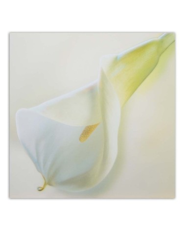 Dekoratives Leinwandbild - Weiße Blüte mit gelbem Stempel | Feeby