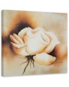 Living room Canvas painting - Cream rose flower | FEEBY