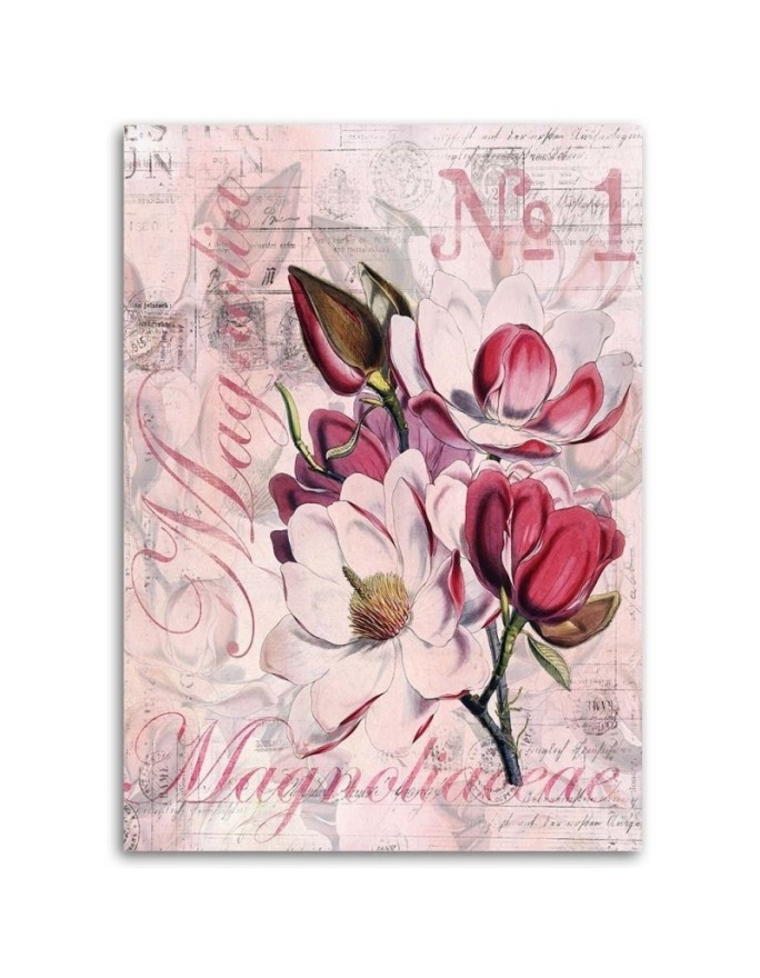 Magnolie na różowym tle Andrea Haase - Obraz w stylu vintage | FEEBY