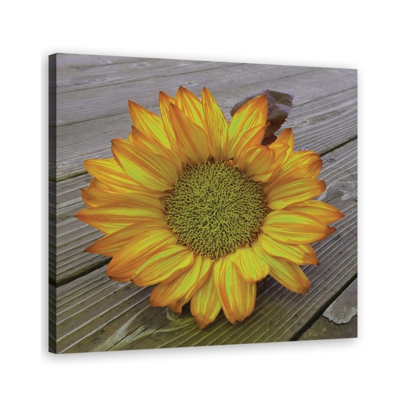 Modernes Wandbild - Gelbe Sonnenblume | Feeby
