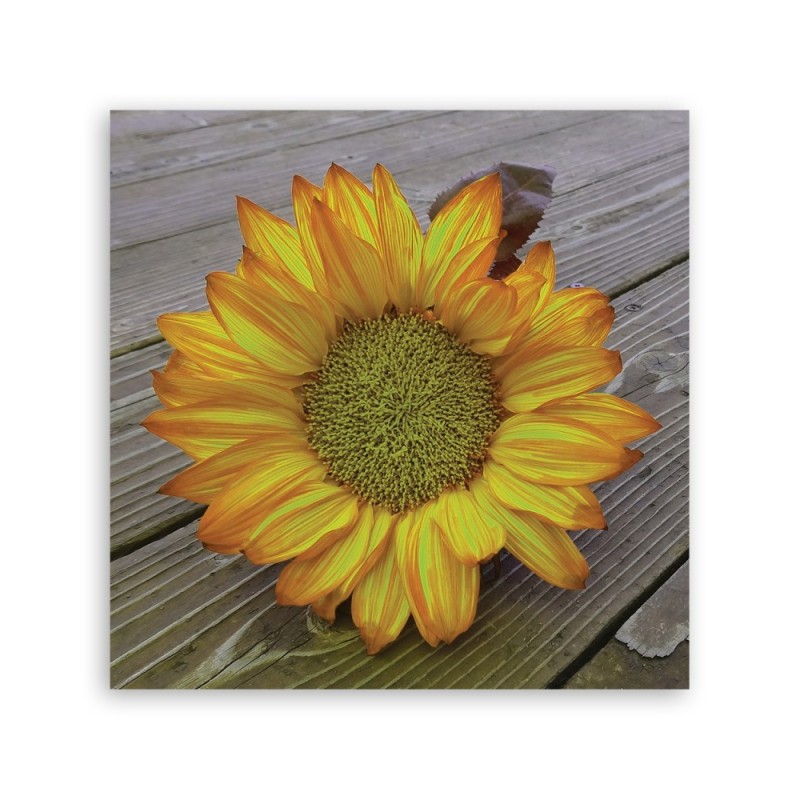 Modernes Wandbild - Gelbe Sonnenblume | Feeby