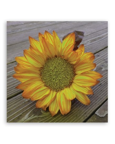 Modernes Wandbild - Gelbe Sonnenblume | Feeby