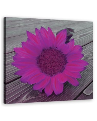 Dekoratives Leinwandbild - Rosa Sonnenblume | Feeby