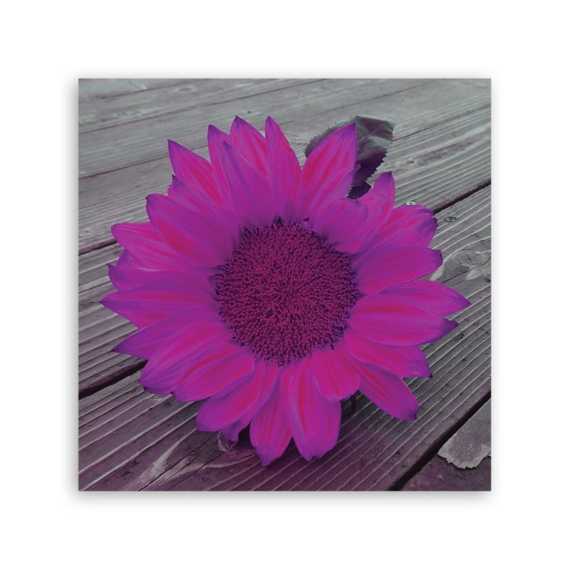 Dekoratives Leinwandbild - Rosa Sonnenblume | Feeby