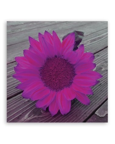 Dekoratives Leinwandbild - Rosa Sonnenblume | Feeby