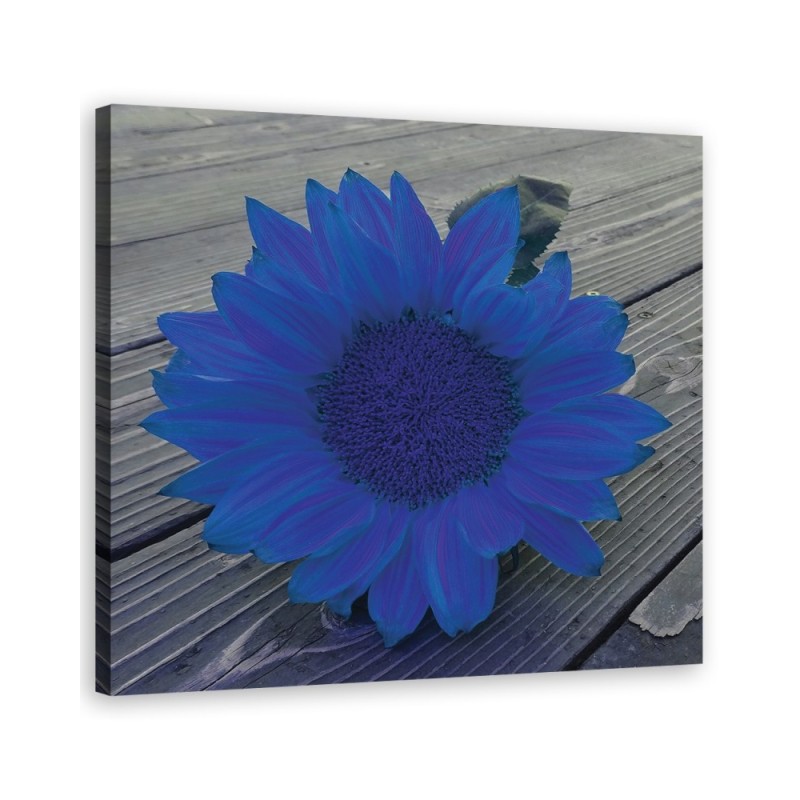 Leinwandbild - Blaue Sonnenblume | Feeby
