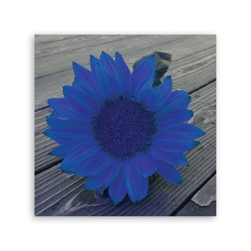 Leinwandbild - Blaue Sonnenblume | Feeby