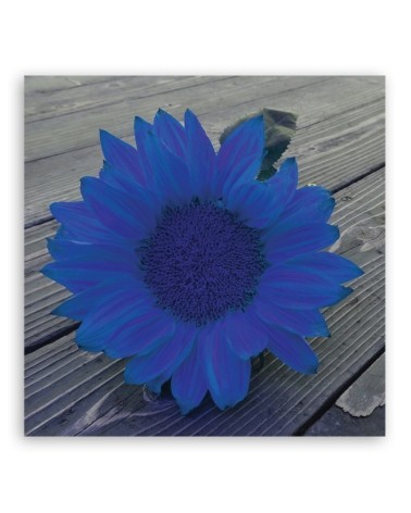 Leinwandbild - Blaue Sonnenblume | Feeby