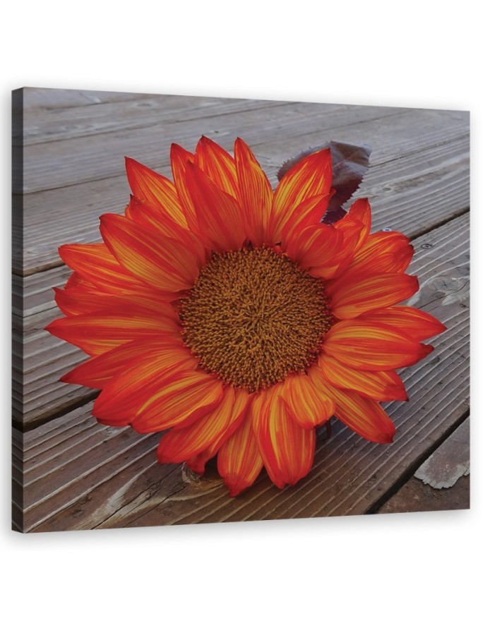 Modernes Wandbild - Orangefarbene Sonnenblume | Feeby