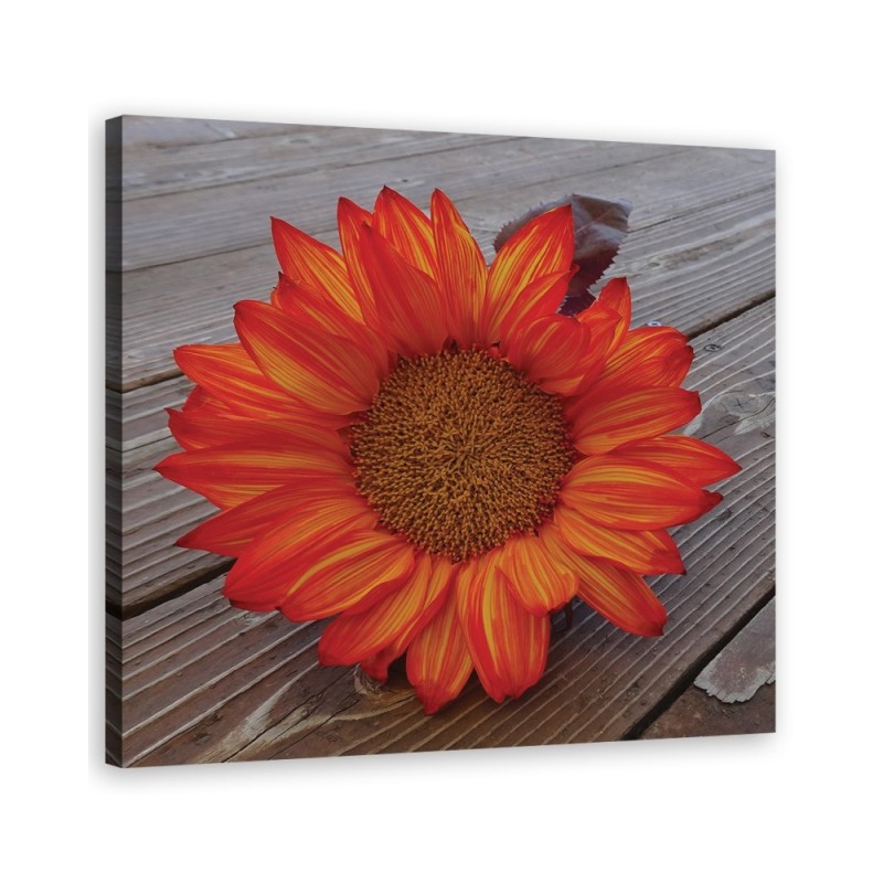 Modernes Wandbild - Orangefarbene Sonnenblume | Feeby