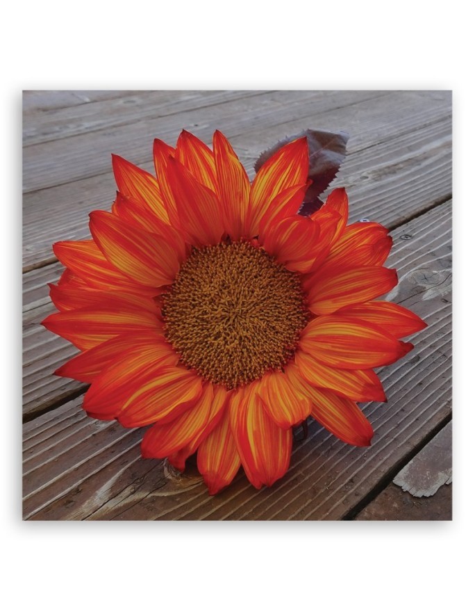 Canvas prints for the kitchen - Orange sunflower | FEEBY