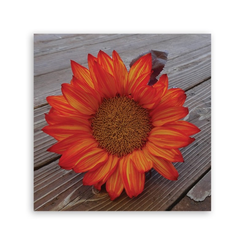 Modernes Wandbild - Orangefarbene Sonnenblume | Feeby