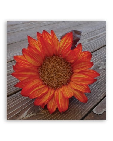 Modernes Wandbild - Orangefarbene Sonnenblume | Feeby