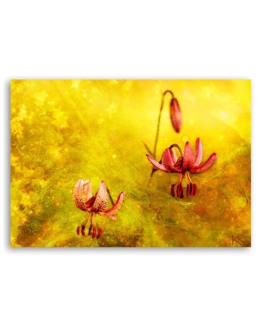 Bild auf Leinwand - Tulpenblüten Natur Gelb | Feeby