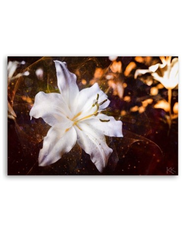 Bild auf Leinwand - Weiße Lilie auf braunem Hintergrund | Feeby