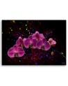 Obraz na płótnie canvas - Orchidea na ciemnym tle | FEEBY