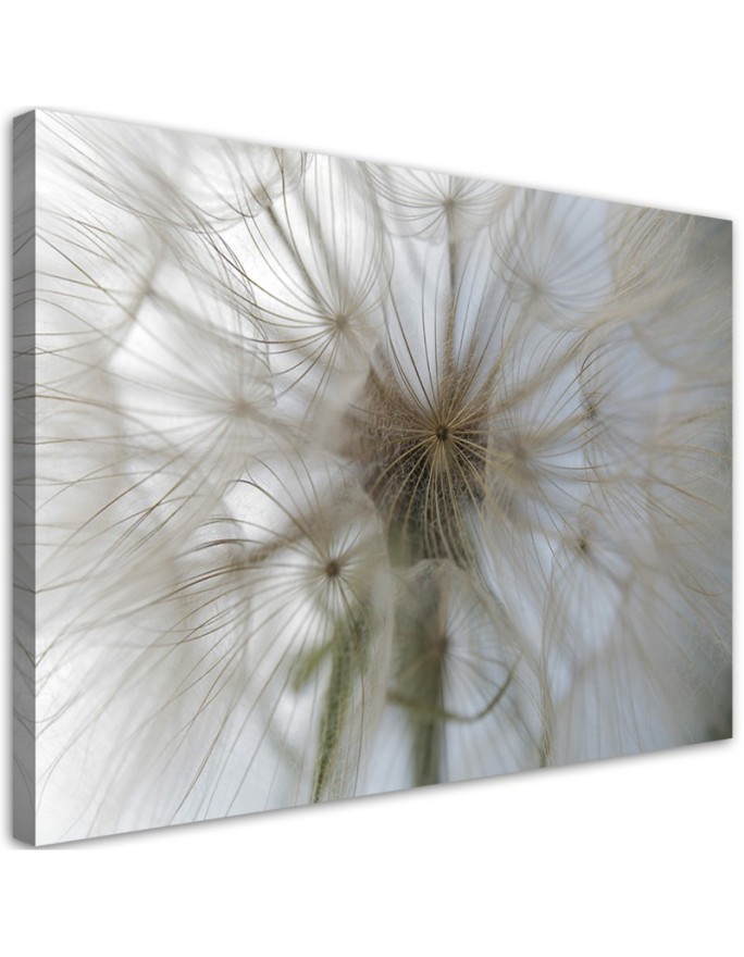 Leinwandbild - Pusteblume Pflanzen Natur | Feeby