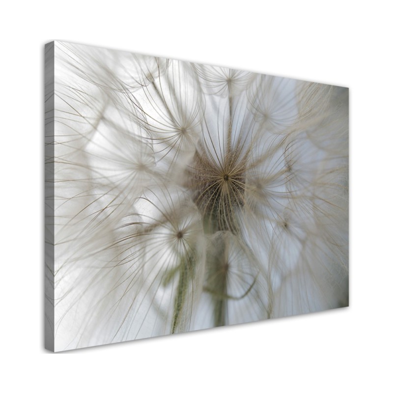 Leinwandbild - Pusteblume Pflanzen Natur | Feeby