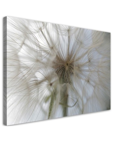 Canvas prints from photo - Dandelion plants nature | FEEBY