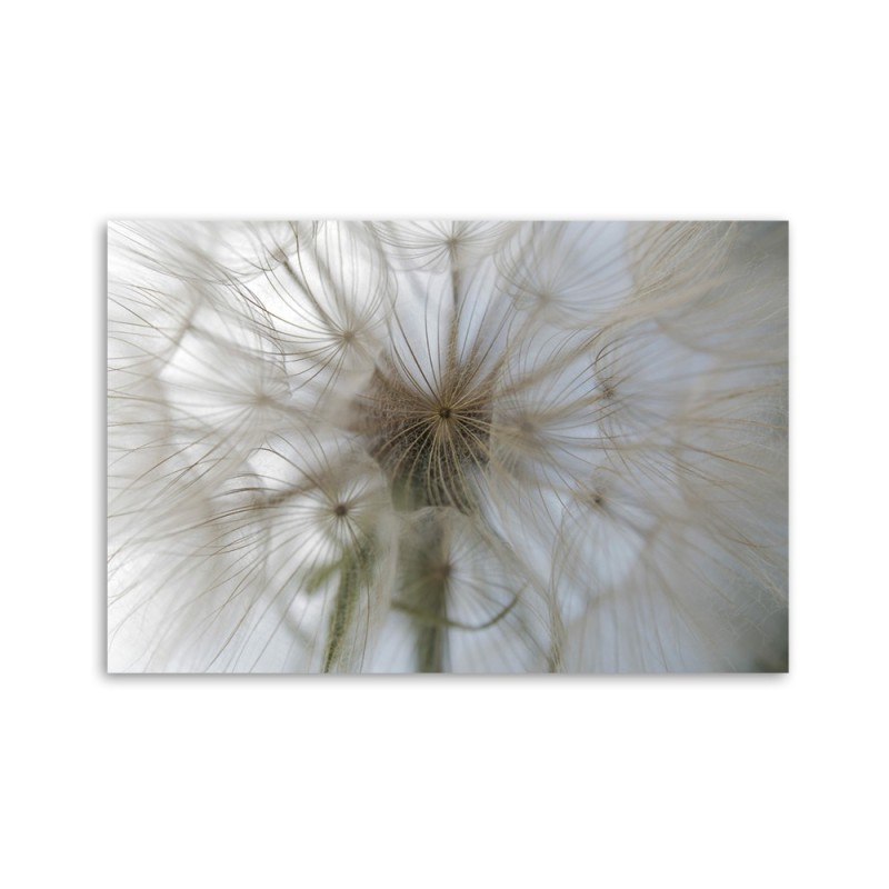 Leinwandbild - Pusteblume Pflanzen Natur | Feeby