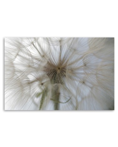 Leinwandbild - Pusteblume Pflanzen Natur | Feeby