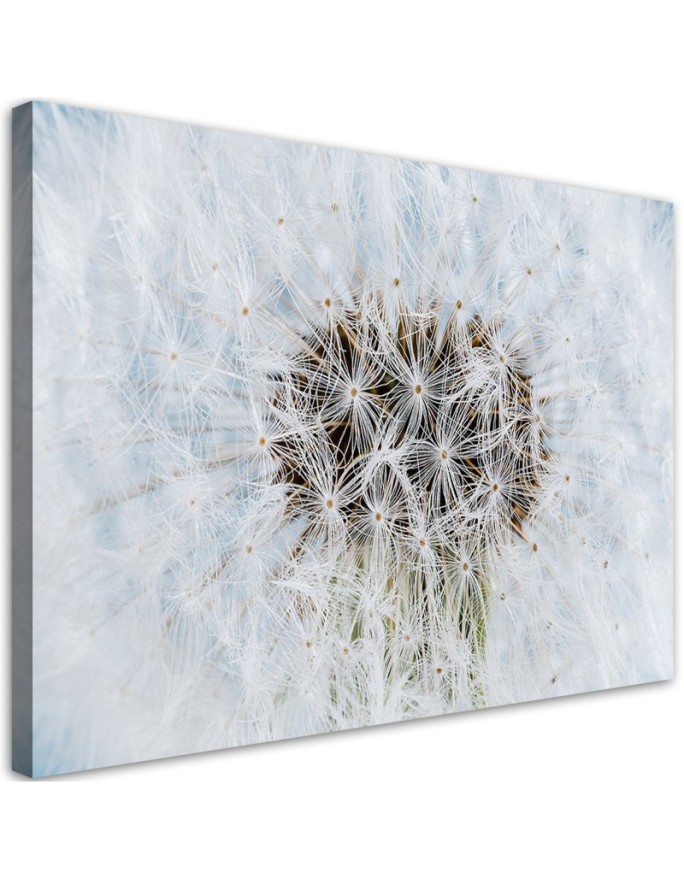 Bild auf Leinwand - Weiße Pusteblume Pflanzen | Feeby