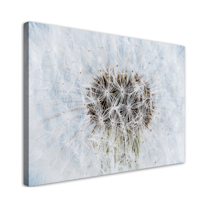 Bild auf Leinwand - Weiße Pusteblume Pflanzen | Feeby