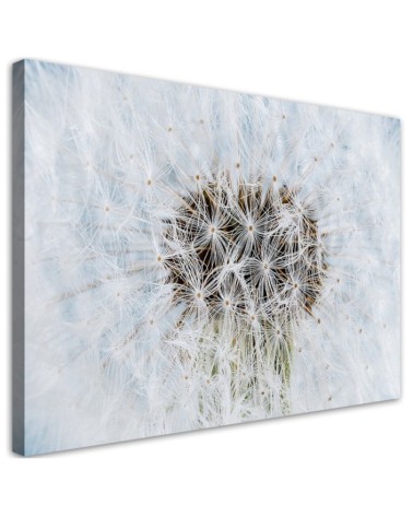 Canvas prints for home - White flower Dandelion| FEEBY