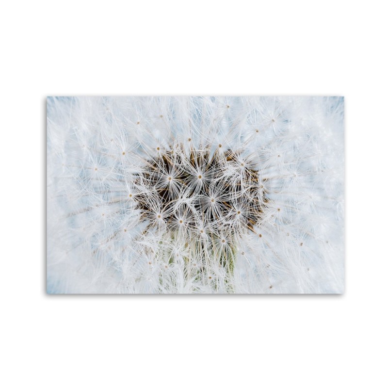 Bild auf Leinwand - Weiße Pusteblume Pflanzen | Feeby