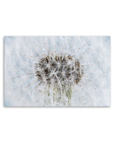 Bild auf Leinwand - Weiße Pusteblume Pflanzen | Feeby