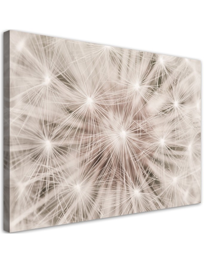Modernes Wandbild - Pusteblume Natur Makro | Feeby