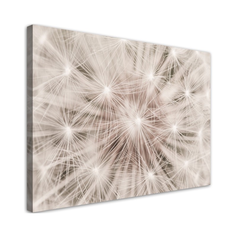 Modernes Wandbild - Pusteblume Natur Makro | Feeby