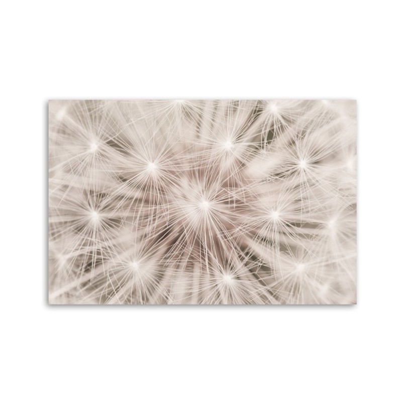 Modernes Wandbild - Pusteblume Natur Makro | Feeby